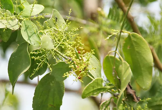 Sarakan dental care contains natural extract of Salvadora persica, also known as the toothbrush tree - renowned for its powerful antiseptic and beneficial properties.

Salvadora has in its natural state as twigs, been used for centuries as an effective way to help keep teeth and gums clean and healthy.

Sarakan’s unique formula uses this valuable natural extract to help clean, freshen and restore teeth’s natural colour and help keep gums healthy too.
